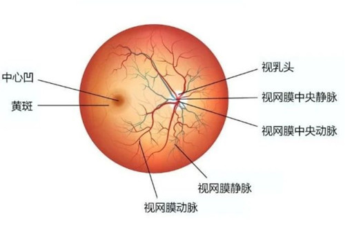 眼底结构示意图