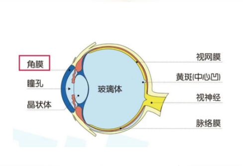 角膜具体位置分布图