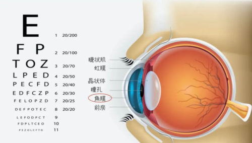 角膜的位置示意图