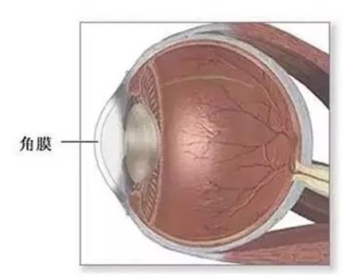 角膜的展示图