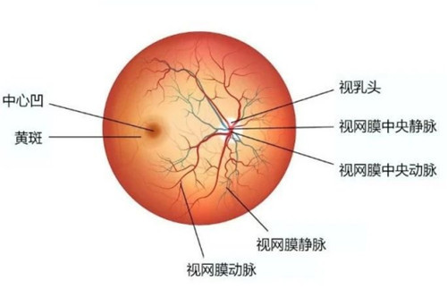 眼球眼底结构示意图