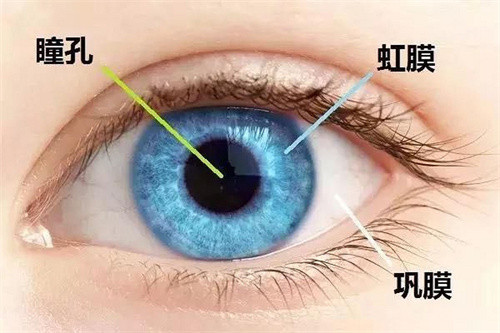 眼部特写组织分析图