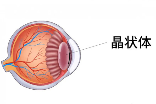 爱眼小科普:说清老花眼和远视的成因区别+老花眼建议改善方案~