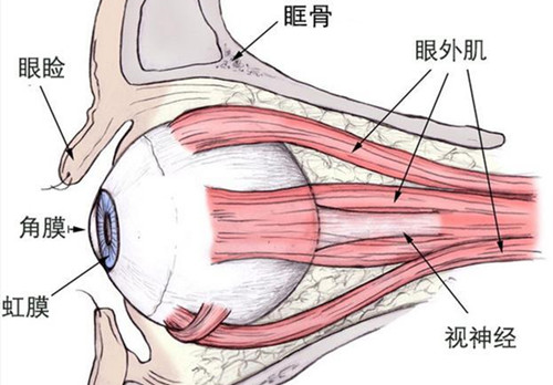 想知道斜视眼睛矫正手术多少钱?考虑手术方式、医院、医生选择多因素告诉你~