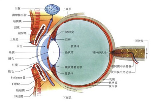 眼科小课堂:本期带来的是白内障双焦点人工晶体优点+适用人群+风险+注意事项!